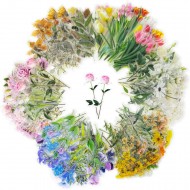 Stickers transparentes de flores, ramas, botanicas mariposas surtidas