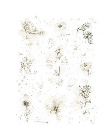 Rubons o Transferibles 49 And Market VB37780