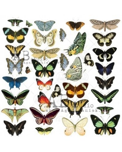 Die-cuts ephemera ID-48 x30 "Butterflies"