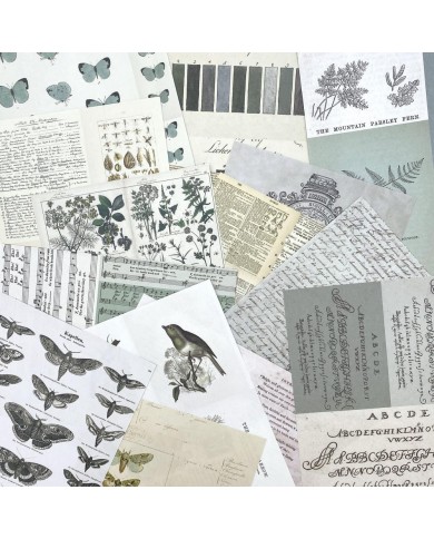 Hojas para Collage 49AndMarket Color Swatch: Eucalyptus CSE-39951