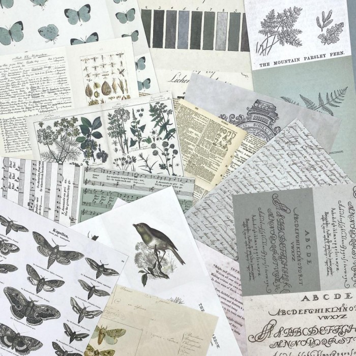 Hojas para Collage 49AndMarket Color Swatch: Eucalyptus CSE-39951