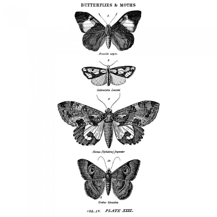 TIM HOLTZ MOUNTED RED RUBBER STAMP – BUTTERFLY 1