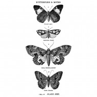 TIM HOLTZ MOUNTED RED RUBBER STAMP – BUTTERFLY 1